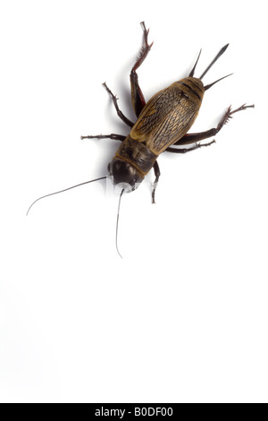 Eine weibliche Feld Grille (Gryllus Campestris) im Studio fotografiert. Femelle de Grillon Champêtre Photographiée En Studio. Stockfoto