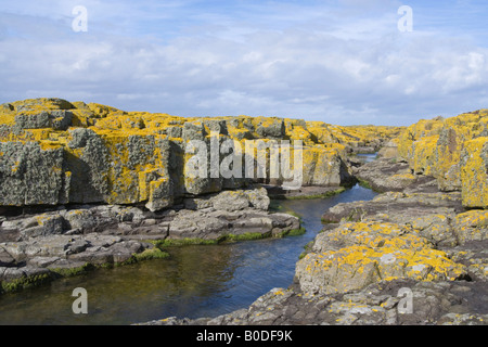 Rockpool auf Longstone Insel umgeben von Flechten bedeckt vulkanische Eruptivgestein Farne Islands Northumberland UK Stockfoto