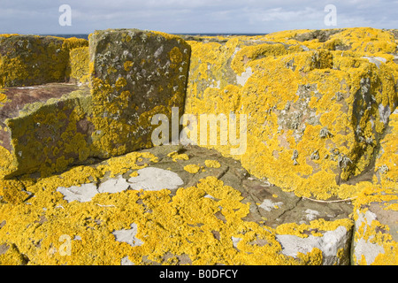 Gelbe Flechten bedeckt eckige magmatische Vulkangestein auf Longstone Insel Farne Islands Northumberland UK Stockfoto