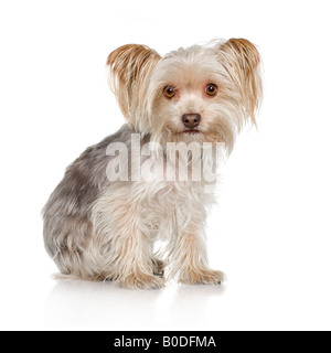 Yorkshire-Terrier vor einem weißen Hintergrund Stockfoto