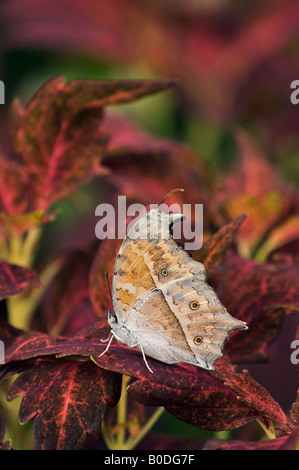 Blue Morpho Morpho Peleides Limpida Schmetterling Stockfoto