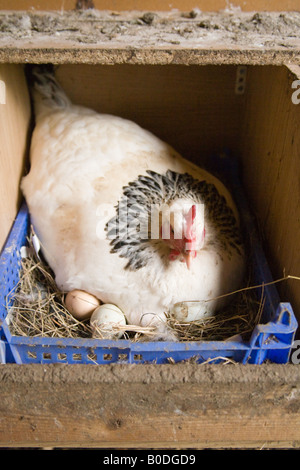 Broody Huhn auf Eiern in einen Nistkasten. Hattingley, Hampshire, England Stockfoto