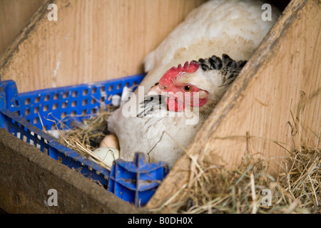 Broody Huhn auf Eiern in Eggbox Hattingley Hampshire England Stockfoto