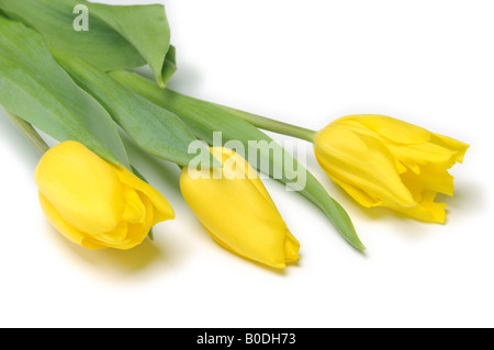 Gelbe Tulpen isoliert auf weißem Hintergrund Stockfoto