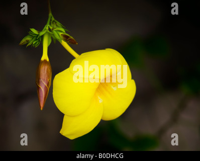 Die Blume für einen goldenen Trompete Rebe, Allamanda Cathartica in einem Gewächshaus, USA. Stockfoto