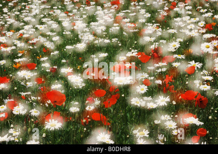 Daisies and poppies growing together on a North Carolina Highway Stockfoto