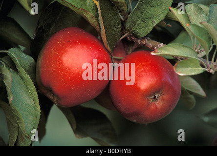 Äpfel wachsen auf Niederlassung in Apfelbaum Stockfoto