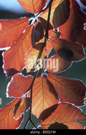 Blutbuche (Fagus Sylvatica) verlässt Hintergrundbeleuchtung. Stockfoto