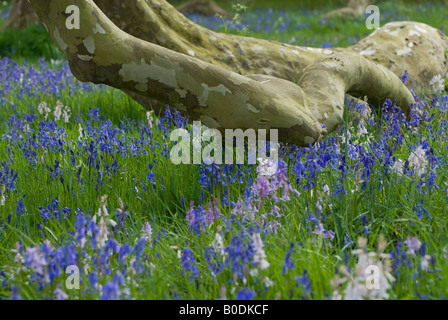 Glockenblumen in Wald, Norfolk, england Stockfoto