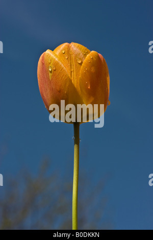 Eine orangefarbene Tulpe in der Morgensonne mit einem klaren blauen Himmel im Hintergrund Stockfoto