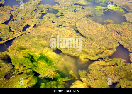 Filamentöse Algen wachsen in einem verschmutzten pool Stockfoto