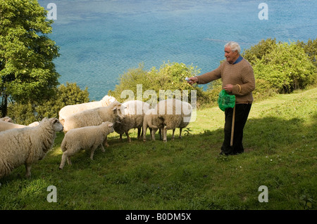 Schaf Hirte in Region Kantabrien Spanien Stockfoto