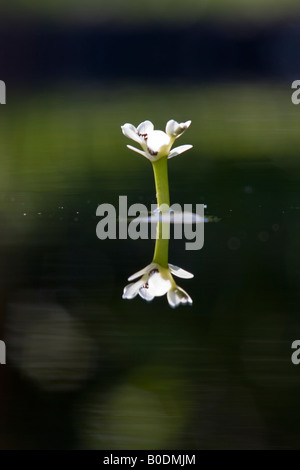Blüte einer Wasserpflanze, Aponogeton Distachyos mit Reflexion. Stockfoto
