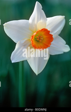 Narcissus in Flammen (Rosewarne Sammlung) (allgemeiner Name: Daffodil) Stockfoto