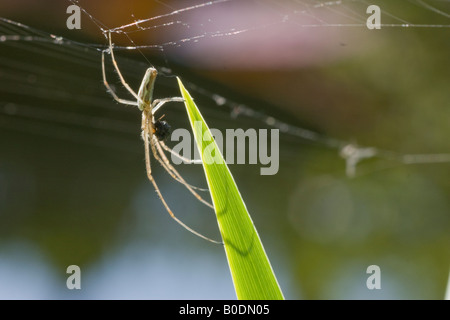 Spinne sitzt unter einem Web auf eine Iris Fahnenblatt nur festhalten an das Spinnennetz mit einem Bein. Essen eine Beute. Stockfoto