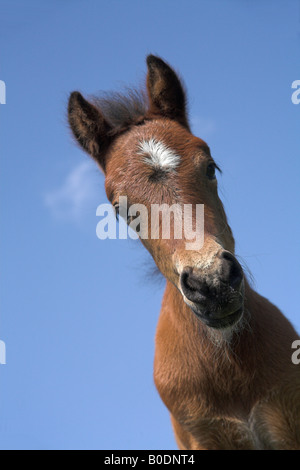 Dartmoor Pony Fohlen blickte gegen blauen Himmel Hintergrund Ponys Fohlen Stockfoto