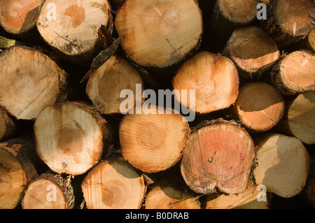 weiches Holz in Längen geschnitten und gestapelt in den Stapel bereit für Hol- und Bringservice zum Sägewerk Stockfoto
