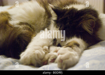 Eine schlafende Katze Stockfoto