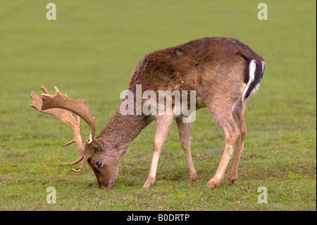 Männlicher Damhirsch Dama Dama Beweidung in einem Feld Stockfoto