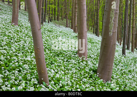 Bärlauch (Allium Ursinum) wächst in einem Waldgebiet Winterbourne Abbas Dorset-England Stockfoto