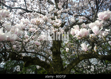 Weitwinkelaufnahme blühenden Untertasse Magnolienbaum in Louisville Kentucky Cave Hill Stockfoto