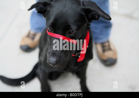 Hundehalsband tragen spezielle Ausbildung Stockfoto