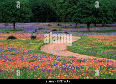 Feldweg durch Felder von Indian Paintbrush Kornblumen und andere Wildblumen auf Ranch in Burnet County Texas Stockfoto