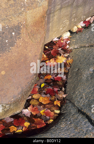 Gefallene Blätter sammeln im kleinen Wasserbecken. Stockfoto