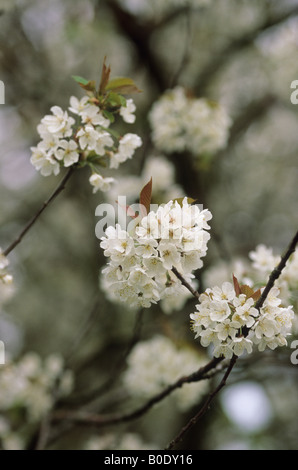wilde Kirsche Prunus Avium Blüten Stockfoto