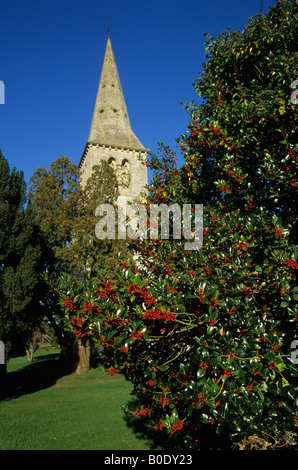 Stechpalme mit Beeren in einem Kirchhof in der Nähe von Gillingham Dorset bedeckt Stockfoto