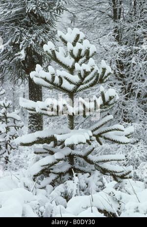 Affe Puzzle Baum (Araucaria Araucana) Ionen-Schnee in den Urwald der chilenischen Anden auf rund 3000m Stockfoto