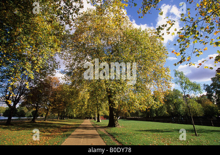 London-Platane im Hyde Park in London im Aurtumn Stockfoto