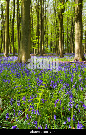 Bluebell Wälder in Micheldever Holz Hampshire England Stockfoto