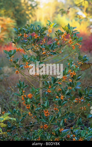 Ilex Aquifolium Bacciflava Stechpalme Bush in Dorset Garten Stockfoto