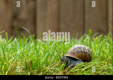 Eine Garten Schnecke als es bewegt sich über den Rasen Stockfoto