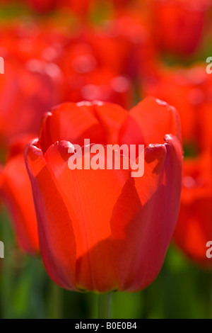 'Apeldoorn' Darwin Hybrid Tulip, Darwinhybridtulpan (Tulipa Hybrid) Stockfoto