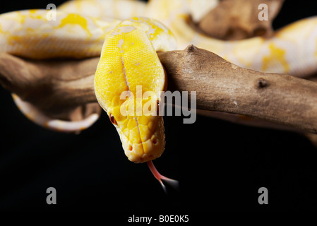 Albino-Python auf Zweig mit Kopf nach unten Stockfoto