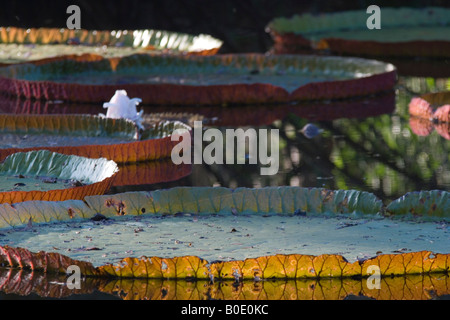 Riesigen Victoria Wasser Platter Victoria X Longwood Giant Water Lily Stockfoto