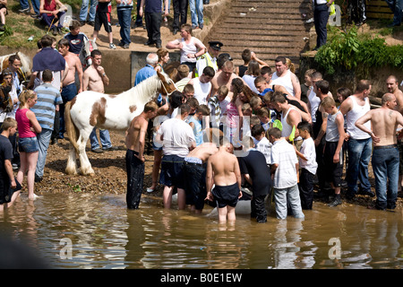 Pferd ertrinken Appleby Fair 2007 14 Stockfoto