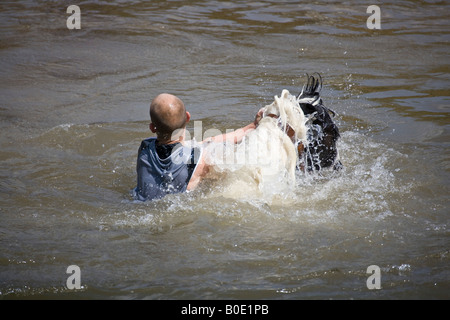 Pferd ertrinken Appleby Fair 2007 2 Stockfoto
