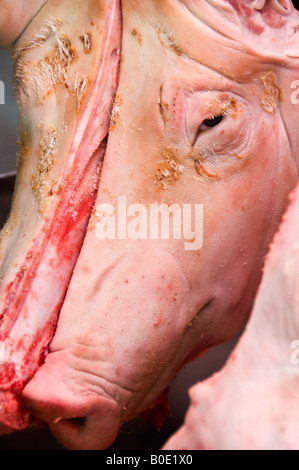 In halbe Schweine Köpfe zum Verkauf in Spanien Valencia Markt gesägt Stockfoto