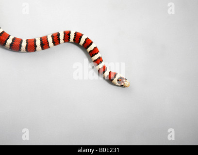 Graybanded Kingsnake Aufwickeln auf dem Boden Stockfoto