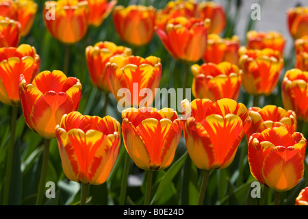 "Banja Luka "Darwin Hybrid Tulip, Darwinhybridtulpan (Tulipa Hybrid) Stockfoto