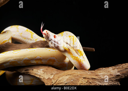 Albino-Python auf Zweig mit Kopf nach oben Stockfoto