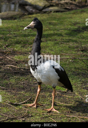 Elster Gans stehend (Anseranas Semipalmata) genommen bei Martin bloße Wildfowl & Wetland Centre (WWT) in Burscough, Lancashire. Stockfoto