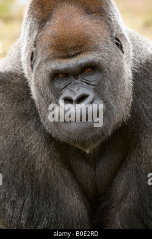 Gorilla Porträt Nahaufnahme des Gesichts Stockfoto