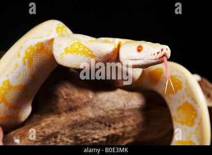 Albino-Python auf Zweig mit Zunge heraus Stockfoto