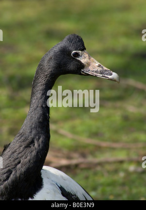 Nahaufnahme von Magpie Goose (Anseranas Semipalmata) genommen bei Martin bloße Wildfowl & Wetland Centre (WWT) in Burscough, Lancashire. Stockfoto