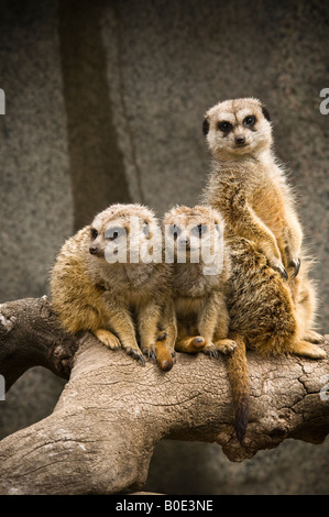 Drei Erdmännchen auf Baumstamm Stockfoto