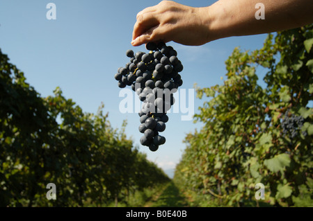 Weinlese - Spessa di Cividale Friaul Italien Stockfoto